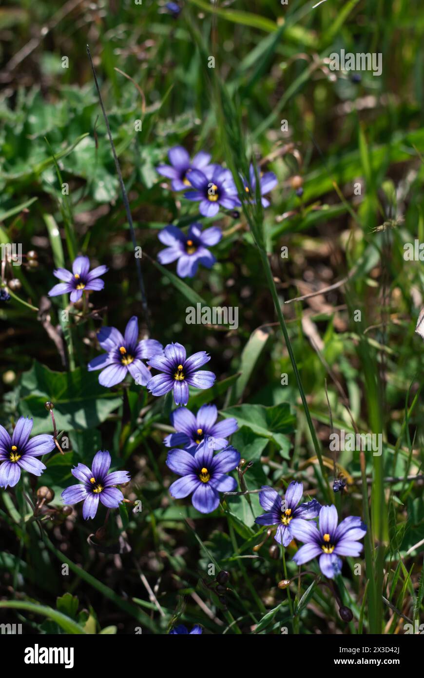 Des fleurs sauvages d'un bleu vif fleurissent au milieu d'une prairie verdoyante Banque D'Images