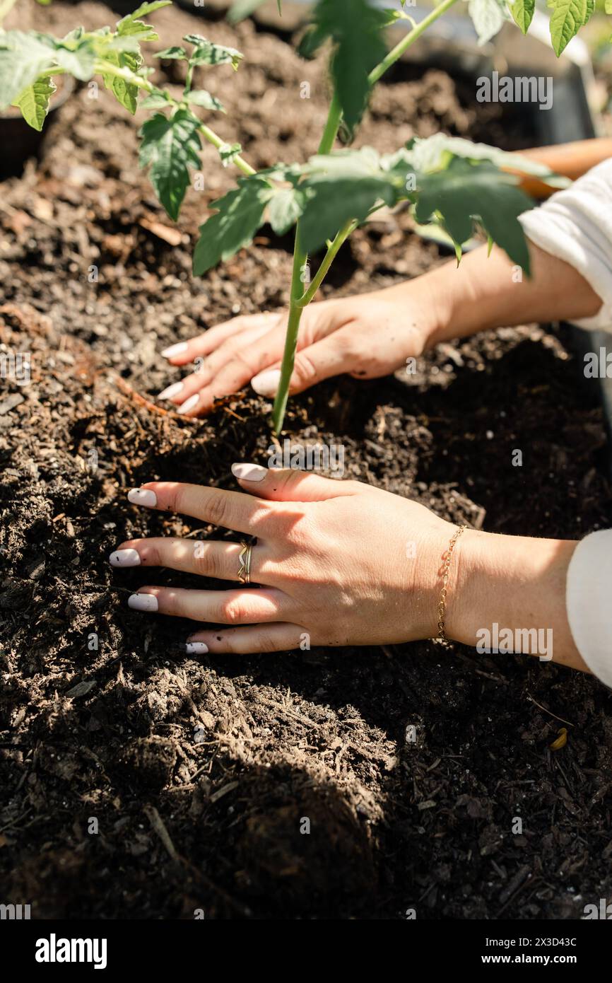 Mains prudentes nourrissant une jeune plante dans un sol de jardin riche Banque D'Images