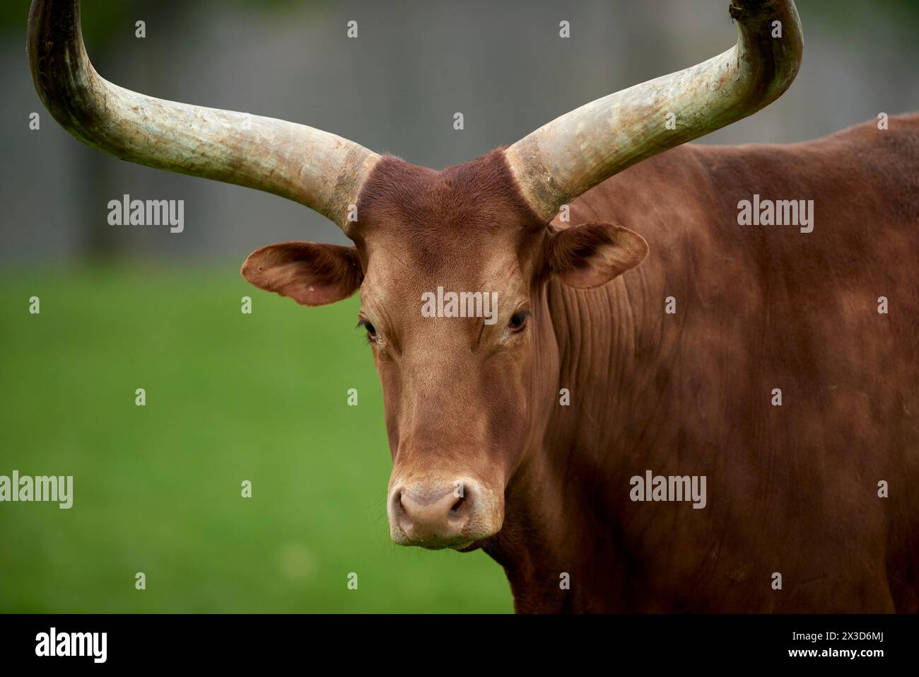 Bovins Ankole-Watusi Banque D'Images