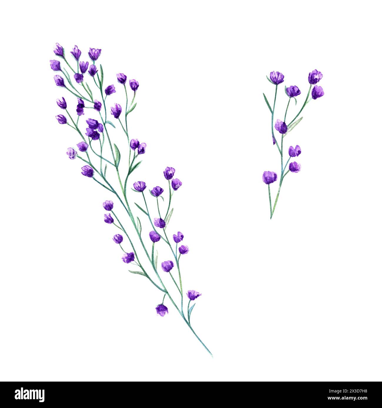 Fleurs violettes de prairie. Printemps, herbes d'été. Fleurs sauvages forestières. Plante en fleurs. Illustration botanique aquarelle de la verdure alpine. Elément simple Banque D'Images