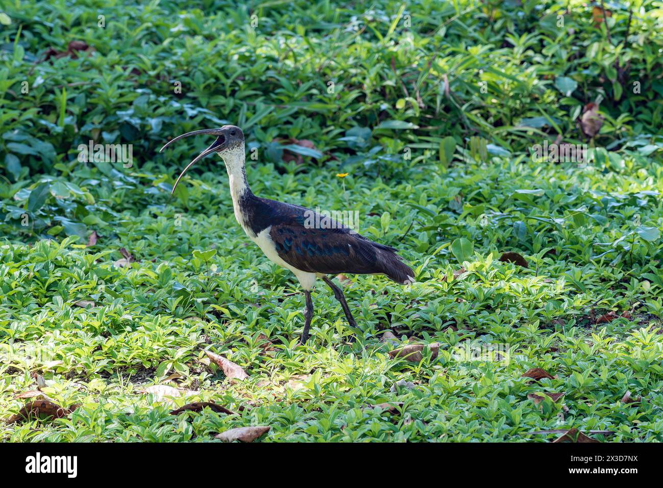 Un Ibis à col de paille (Threskiornis spinicollis) à Mission Beach, dans le Queensland, se trouve dans l'est, le nord et l'ouest de l'Australie continentale et en Tasmanie. Banque D'Images