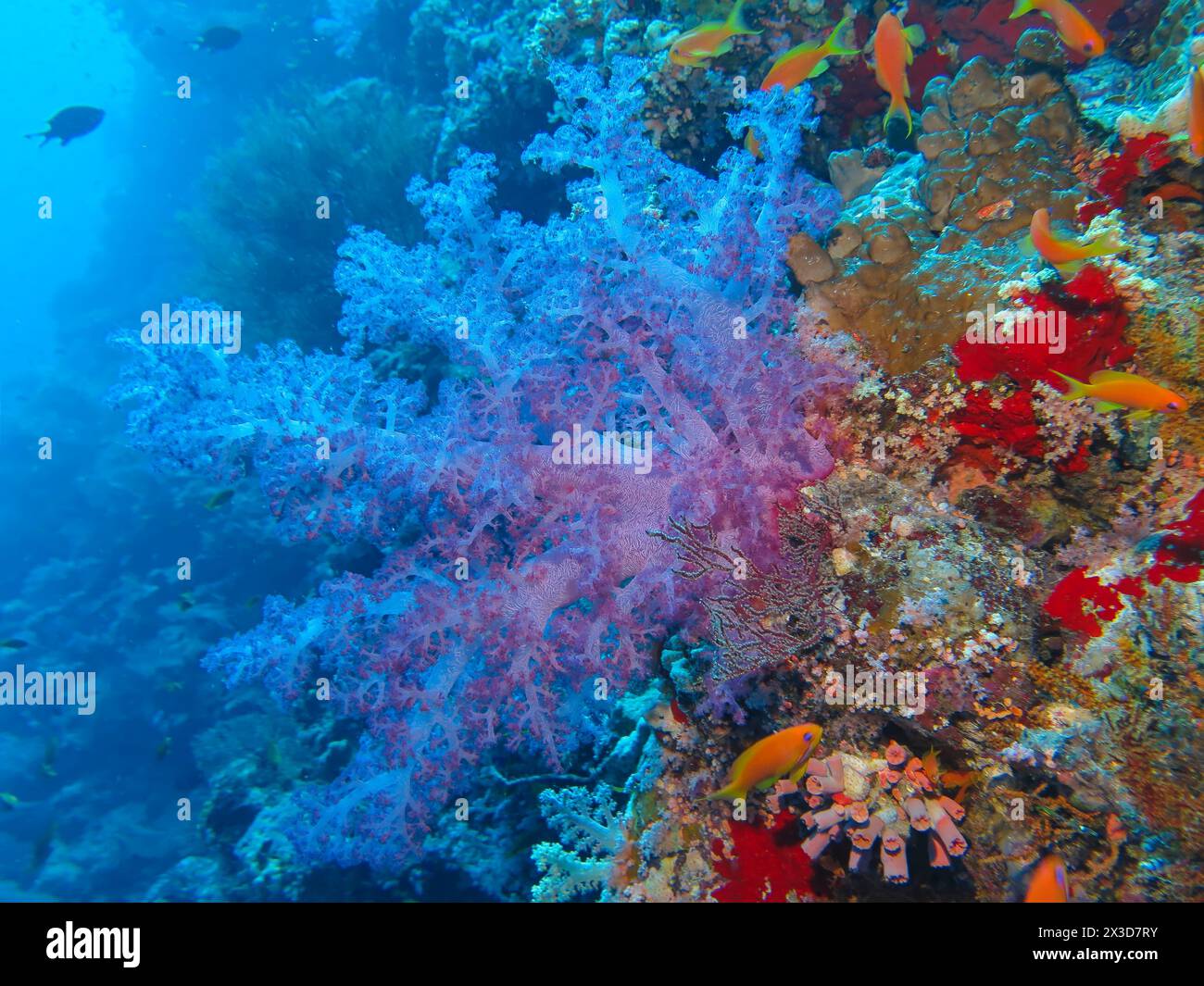 Weichkorallen auf Riff, Tauchplatz Ras Mohammed Shark et Jolanda Reef, Rotes Meer, Ägypten Banque D'Images