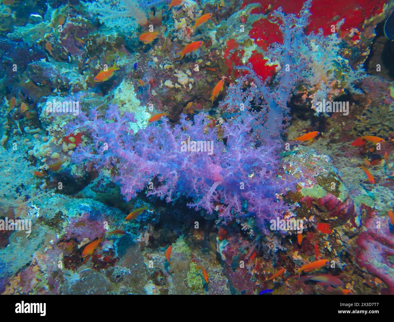 Weichkorallen auf Riff, Tauchplatz Ras Mohammed Shark et Jolanda Reef, Rotes Meer, Ägypten Banque D'Images