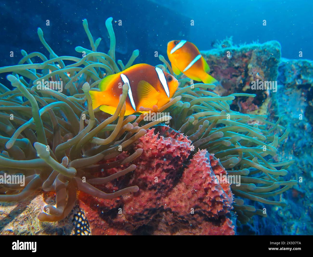 Rotmeer-Anemonenfische (Amphiprion nigripes), Anemone, Tauchplatz wrack der Thistlegorm, Rotes Meer, Ägypten Banque D'Images