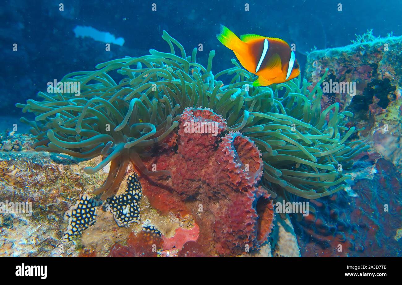 Rotmeer-Anemonenfisch (Amphiprion nigripes), Anemone, Tauchplatz WRAK der Thistlegorm, Rotes Meer, Ägypten Banque D'Images