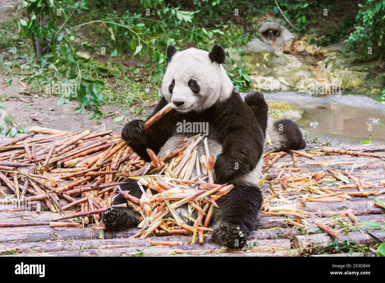 Giant Panda mange des branches de bambou dans le parc. Banque D'Images