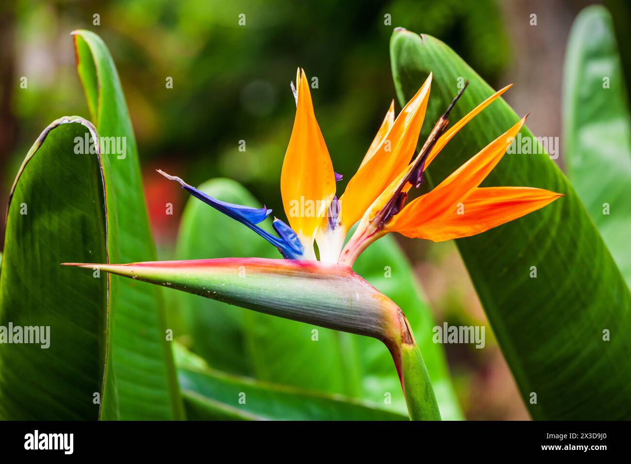 Strelitzia reginae ou fleur de grue ou oiseau de paradis Banque D'Images