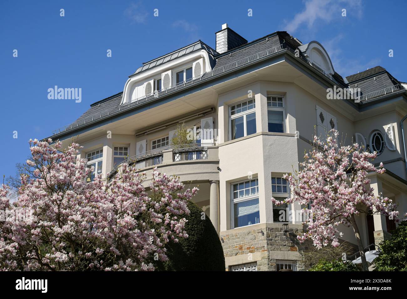 Altbau, Villa, blühende Magnolie, Weinbergstraße, Wiesbaden Hessen, Deutschland Banque D'Images