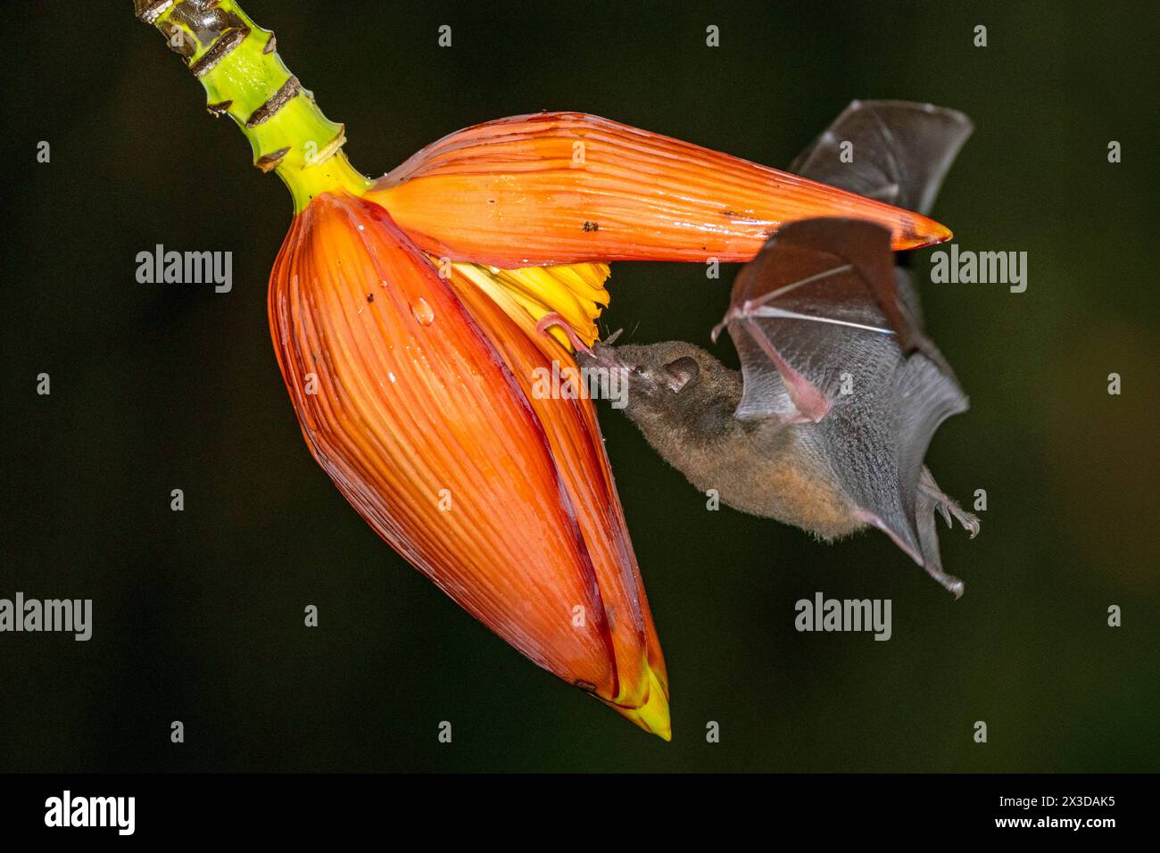 La chauve-souris à longues languettes ressemblant à une musaraignée, la chauve-souris à longues languettes de Pallas (Glossophaga soricina), suce le nectar de la fleur de bananier la nuit, Costa Rica, Boca Tapada Banque D'Images