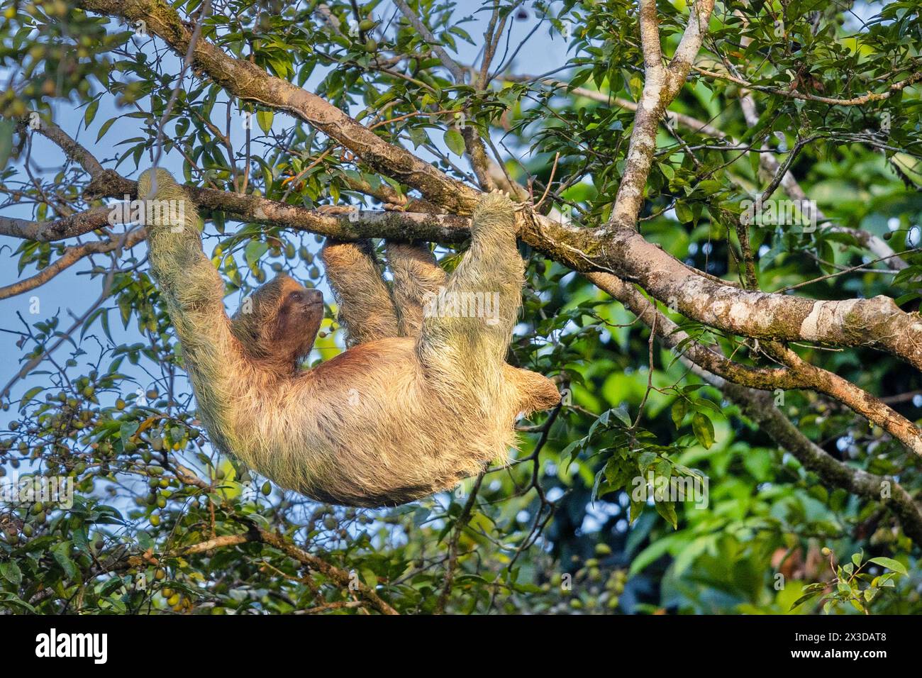 Paresseux à gorge brune (Bradypus variegatus), accroché à un arbre haut, Costa Rica, Boca Tapada Banque D'Images