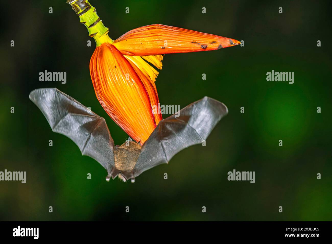 La chauve-souris à longues languettes ressemblant à une musaraignée, la chauve-souris à longues languettes de Pallas (Glossophaga soricina), suce le nectar de la fleur de bananier la nuit, Costa Rica, Boca Tapada Banque D'Images