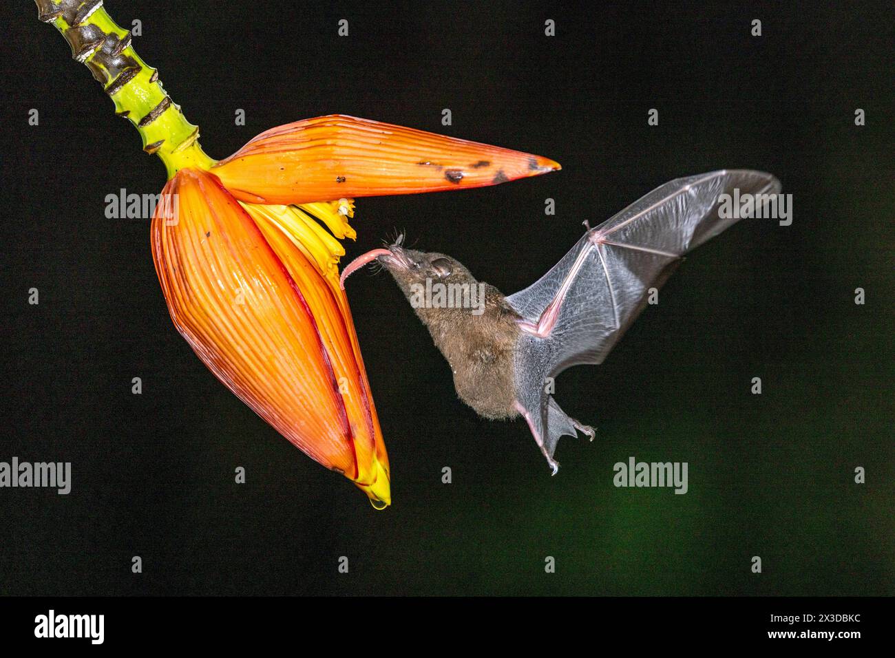 La chauve-souris à longues languettes ressemblant à une musaraignée, la chauve-souris à longues languettes de Pallas (Glossophaga soricina), suce le nectar de la fleur de bananier la nuit, Costa Rica, Boca Tapada Banque D'Images