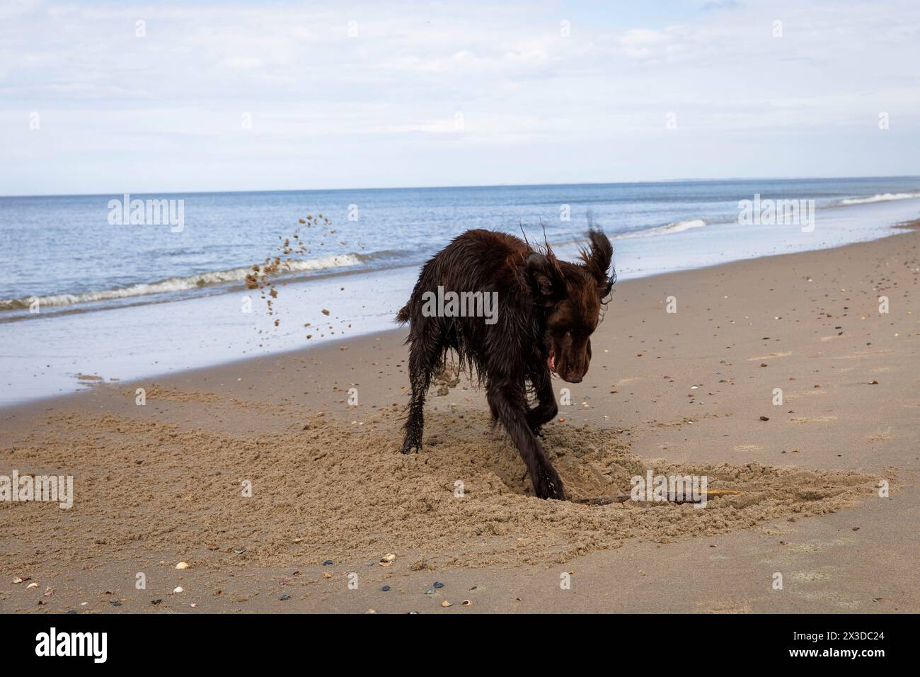 Setter irlandais creusant sur la plage de Domburg sur Walcheren, Zélande, pays-Bas. Irish Setter Buddelt am Strand von Domburg auf Walcheren, Zeeland, ni Banque D'Images