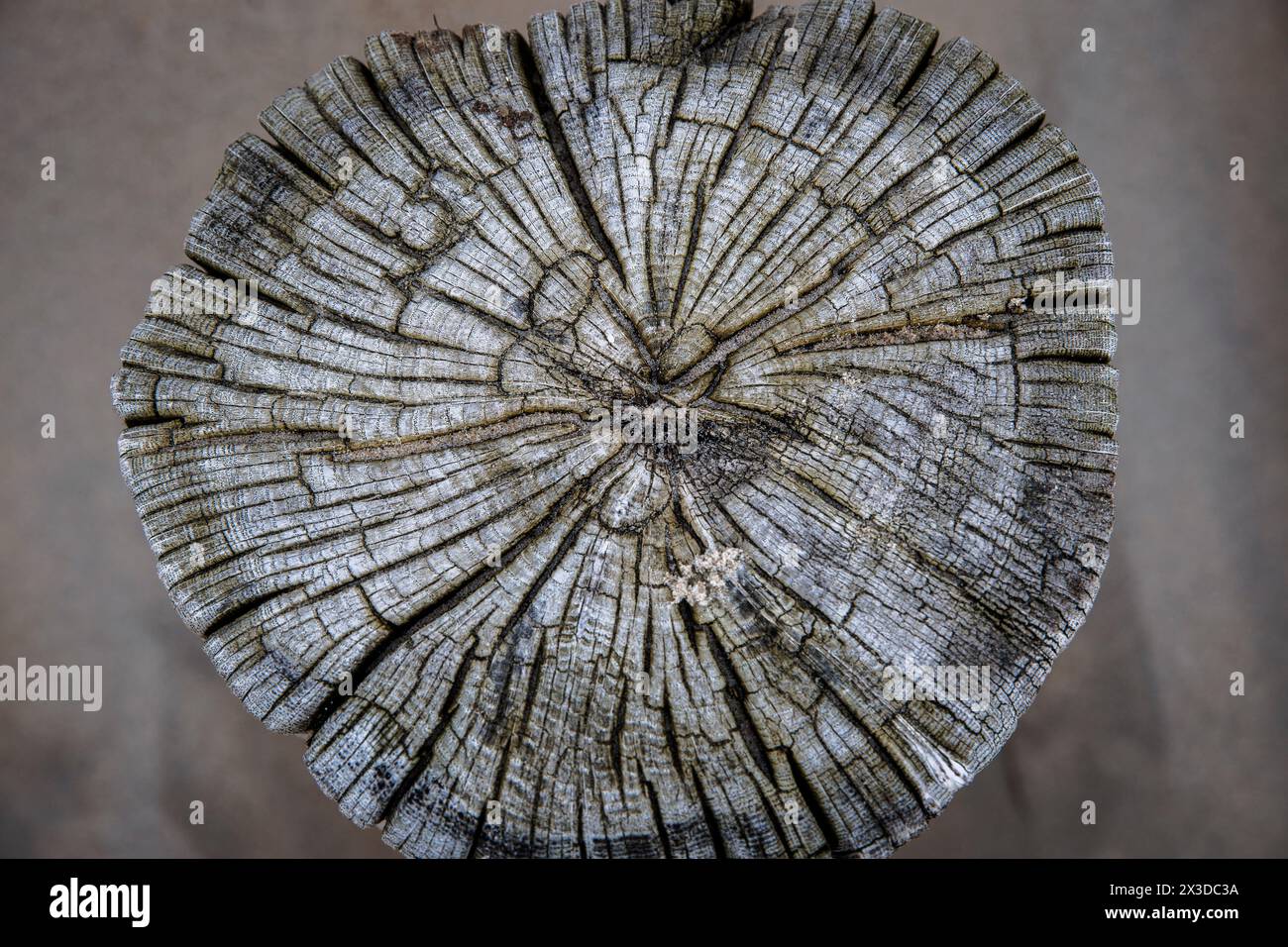 Vieux poteau en bois d'un groyne sur la plage à Domburg sur Walcheren, Zélande, pays-Bas. Alter Holzpfahl einer Buhne am Strand von Domburg auf Walchere Banque D'Images