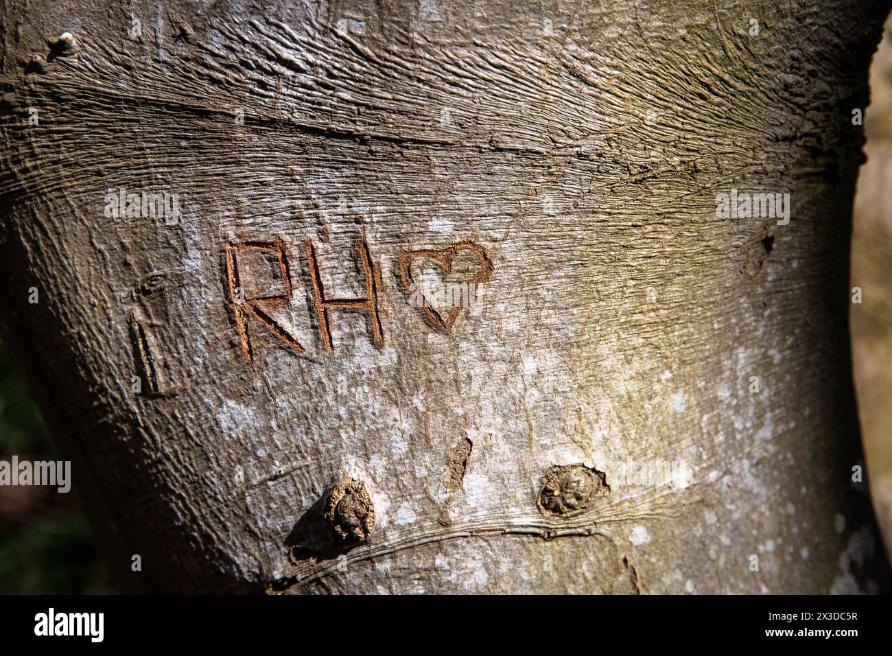 Sculptures d'arbres sur un vieux hêtre dans la réserve naturelle de Manteling près d'Oostkapelle sur la péninsule Walcheren, Zélande, pays-Bas. Baumschnitzer Banque D'Images