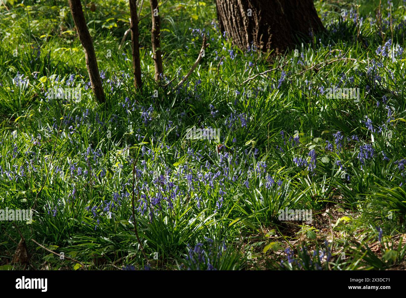 Des coquilles bleues communes (Hyacinthoides non-scripta) poussant dans la forêt de la réserve naturelle de Manteling près de Domburg sur la péninsule Walcheren, Zélande Banque D'Images