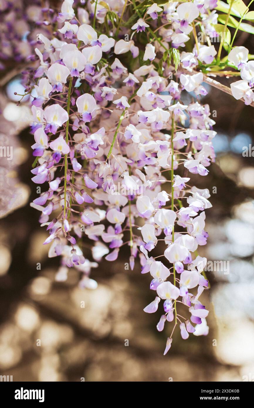 Belles fleurs de Wisteria dans un jardin de printemps par une journée ensoleillée. Mise au point sélective. Banque D'Images