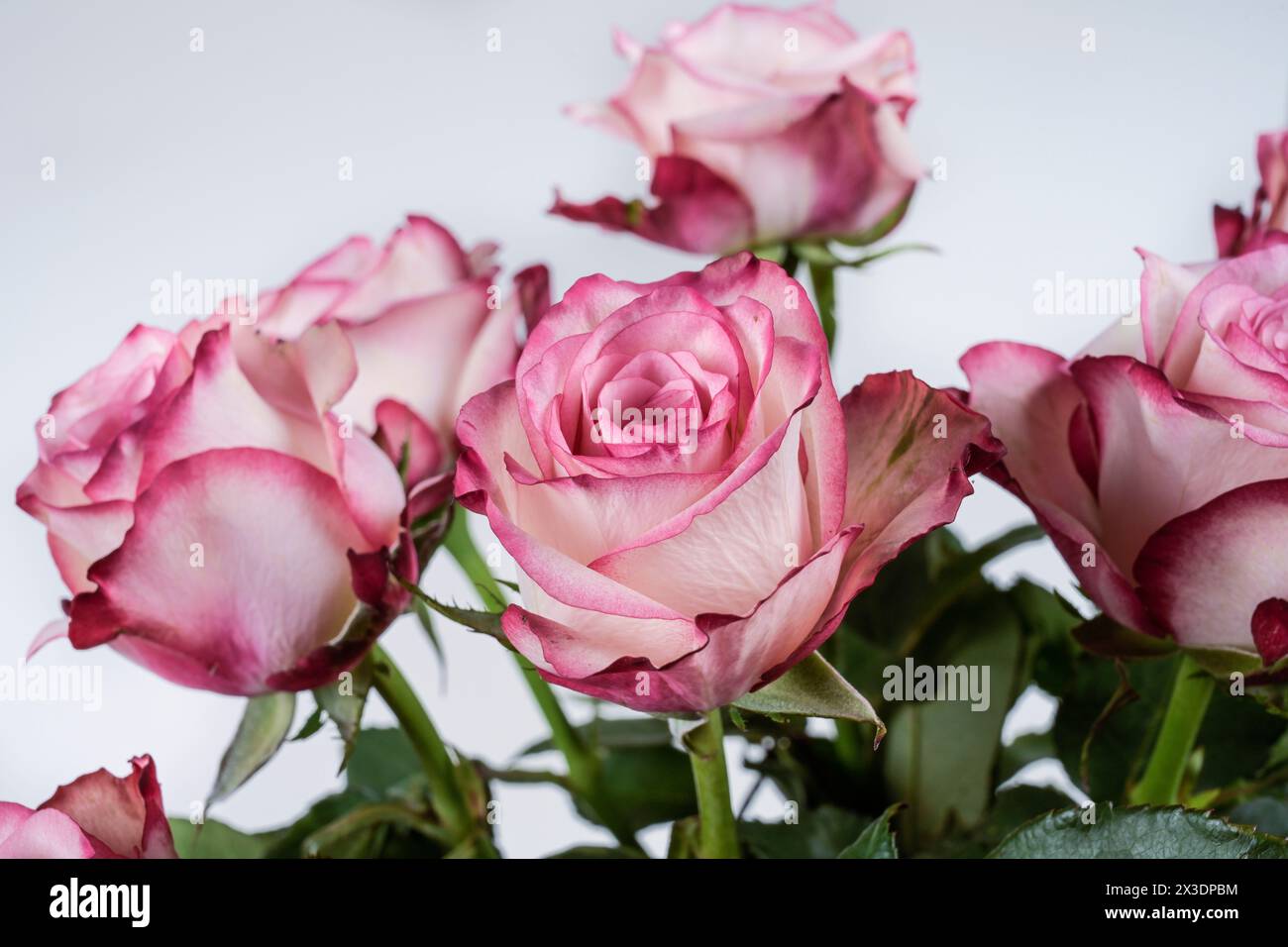 Rot-weiße Rosen Banque D'Images