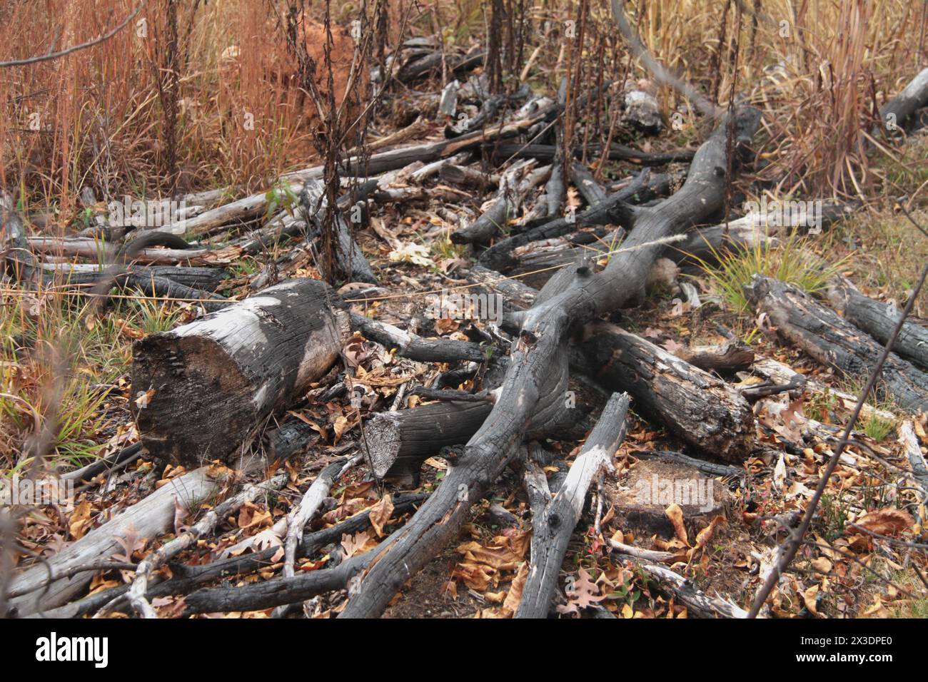 Virginie, États-Unis a brûlé des arbres sur le sol dans la nature. Banque D'Images
