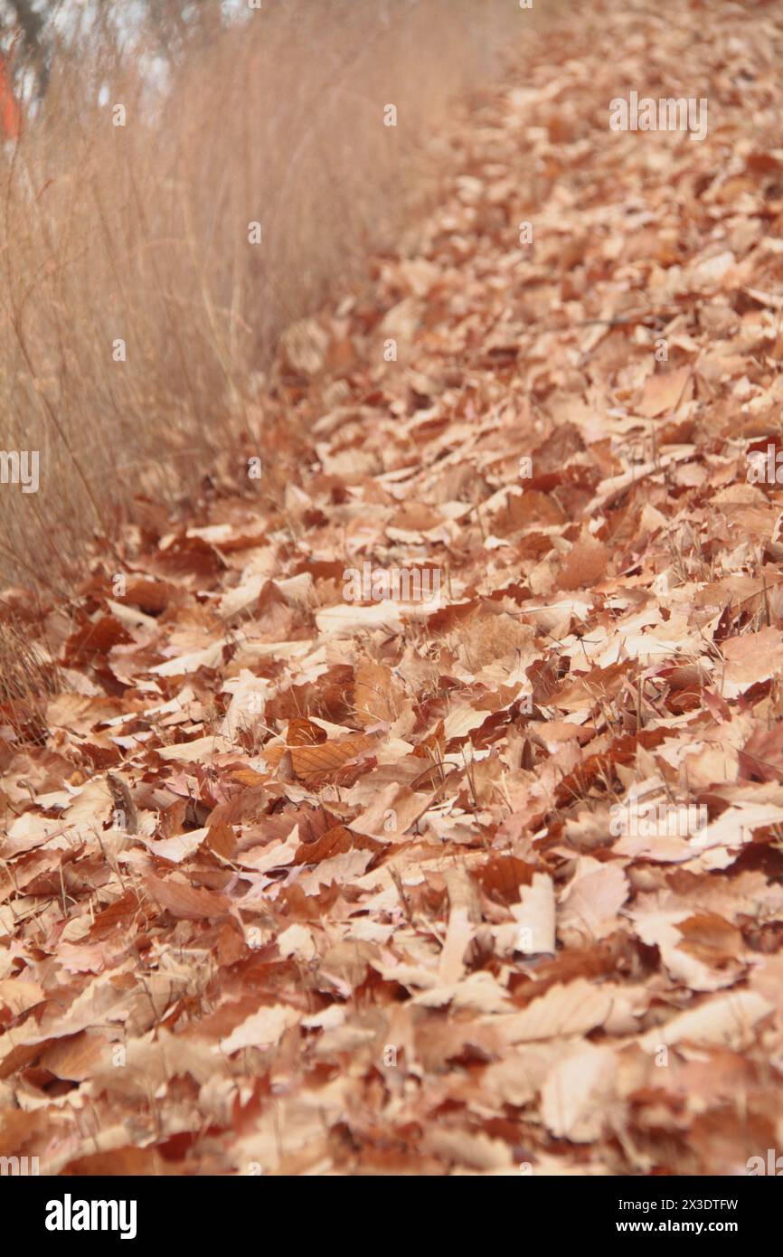 Virginie, États-Unis feuilles tombées couvrant le sol en hiver. Banque D'Images