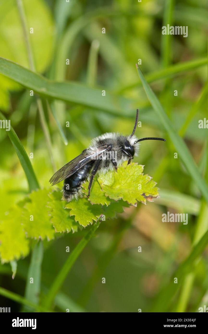 Abeille minière cendrée (Andrena cineraria) mâle abeille minière Lincolnshire avril 2024 Banque D'Images