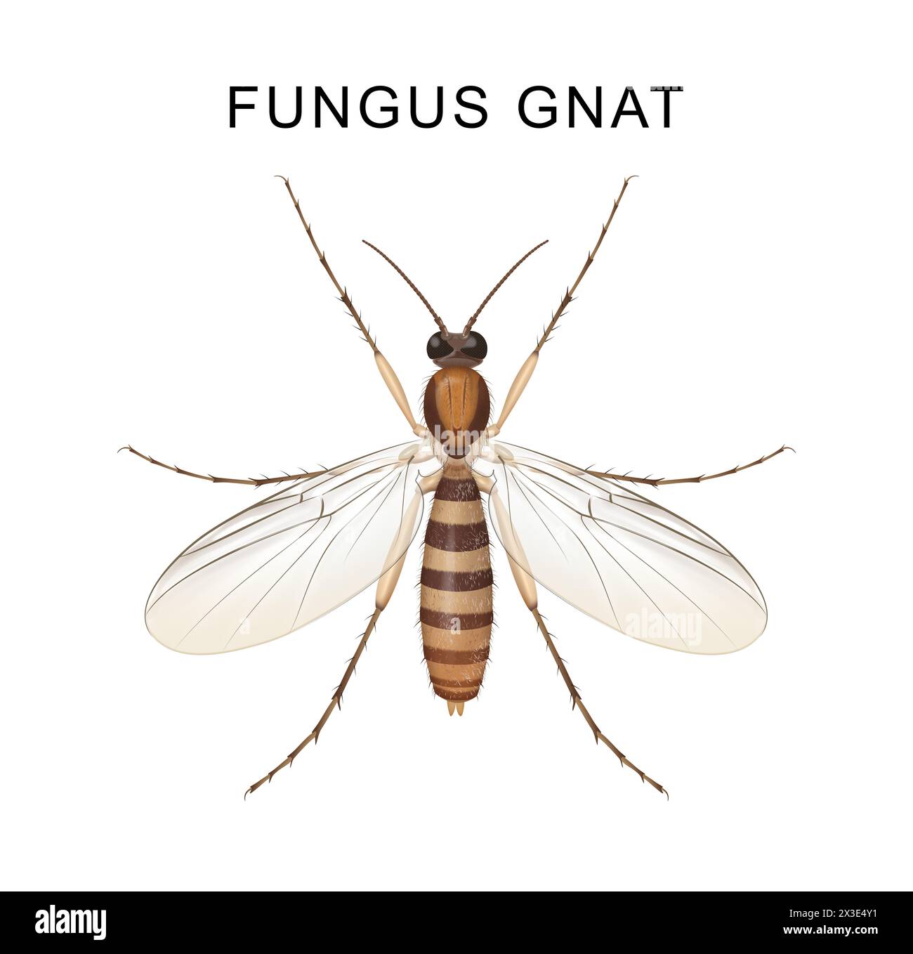 Le champignon Gnats est un ravageur des plantes d'intérieur Banque D'Images