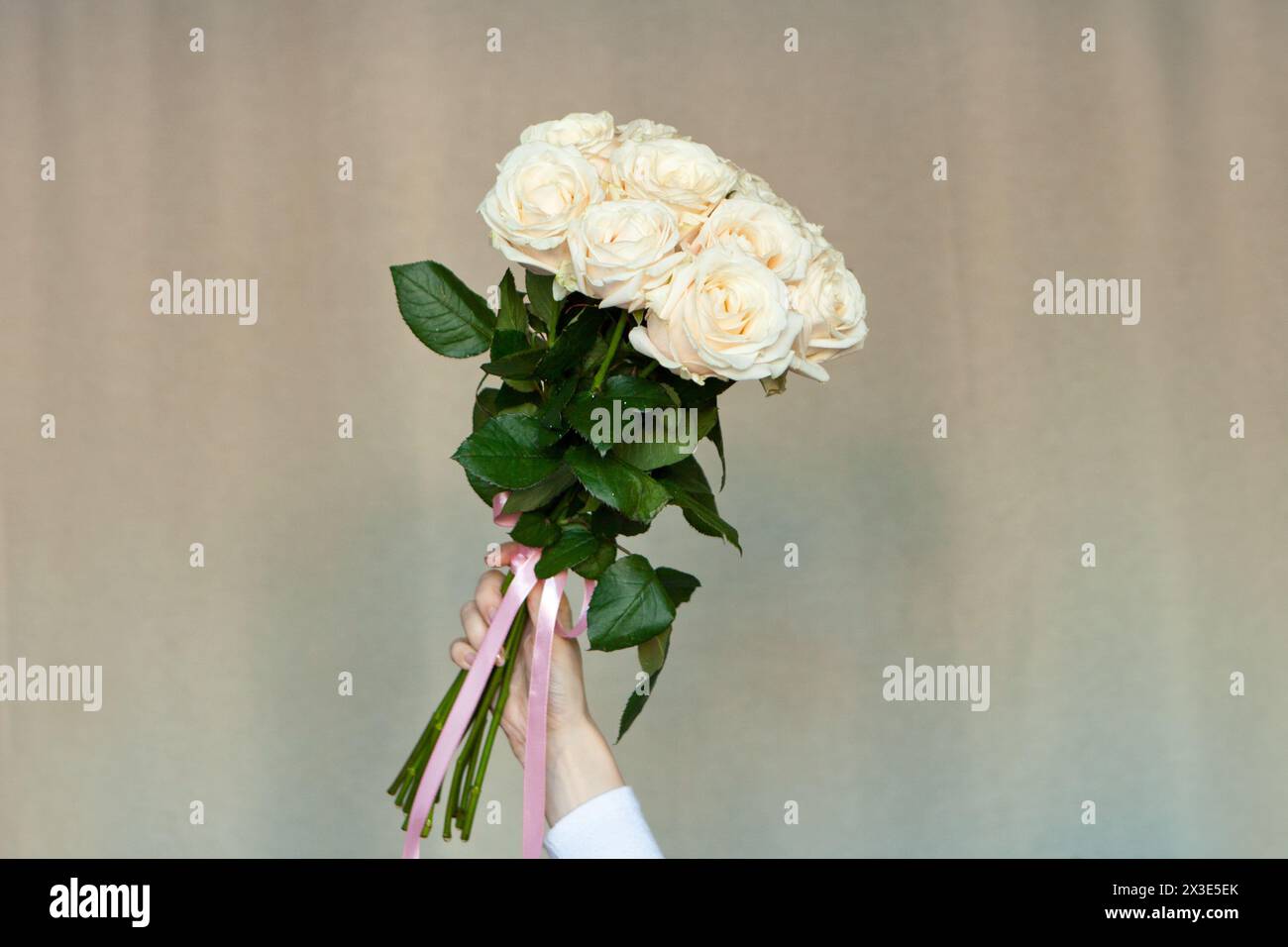 roses blanches dans les mains de la femme sur brun. fille tenant un bouquet de roses fraîches Banque D'Images