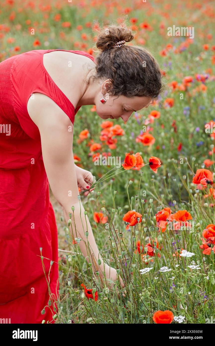 Femme bouclée en robe rouge collecte le bouquet sur le champ de pavot. Banque D'Images