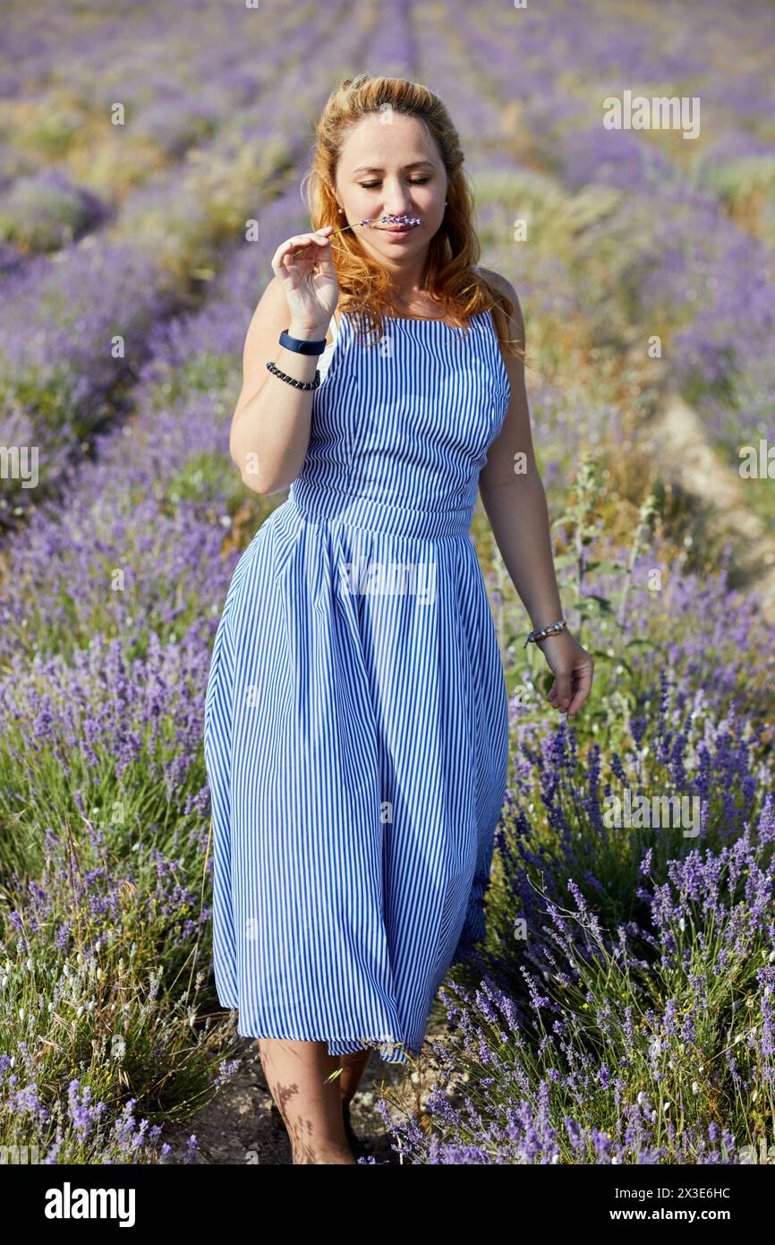 Femme blonde dans la robe de soleil rayée bleue marche par le champ de lavande, reniflant fleur de lavande. Banque D'Images