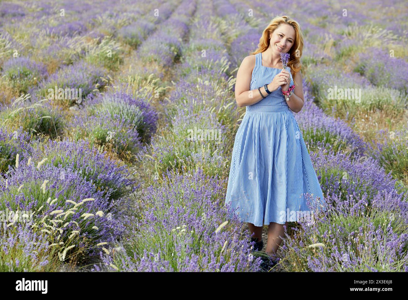 Femme blonde en robe de soleil rayée bleue sur le champ de lavande. Banque D'Images