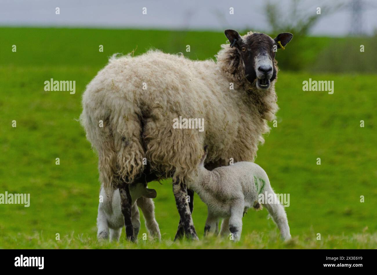 Un agneau succionne de sa brebis mère dans un champ de la vallée de l'Annandale près de Moffat à Dumfries et Galloway, en Écosse, au Royaume-Uni Banque D'Images