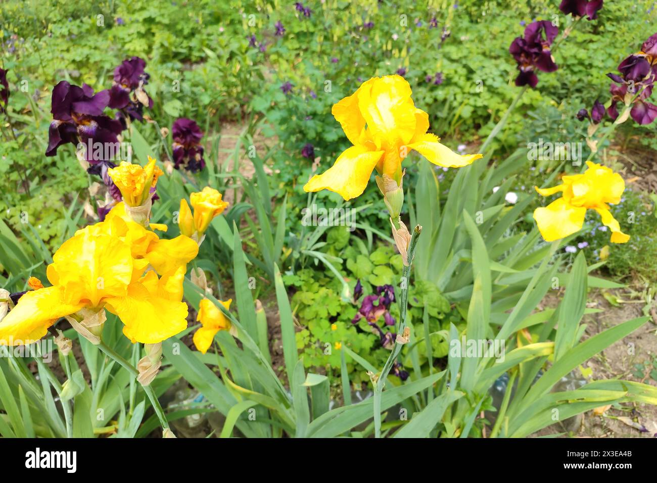Iris fleuris dans le jardin. Fleurs d'iris gros plan. Groupe de cultivars de fleurs d'iris néerlandais (Iris x hollandica) Banque D'Images