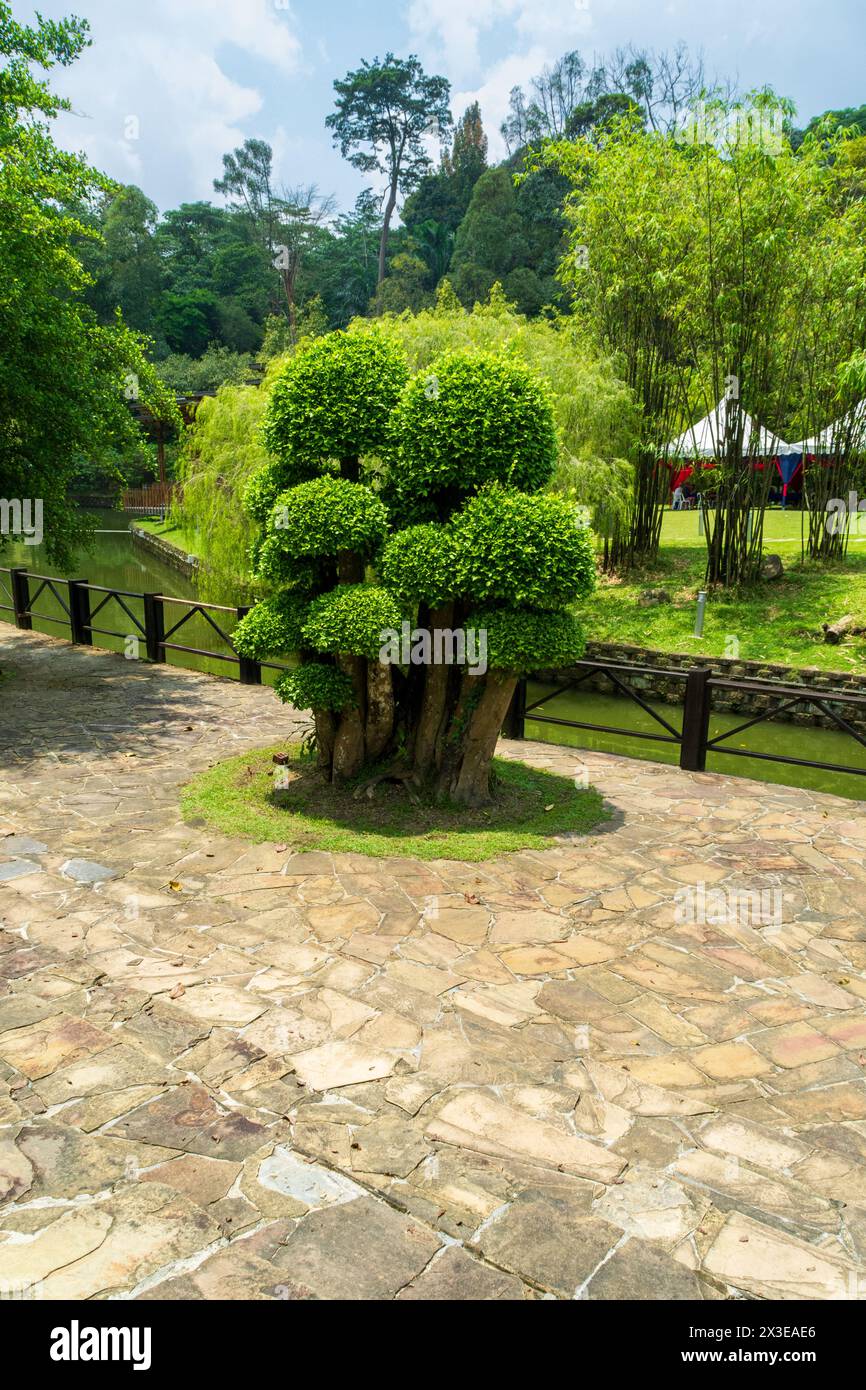 Kuala Lumpur, Malaisie - 4 mars 2018 : Streblus Asper arbre dans le jardin botanique de Perdana qui a été créé en 1881. Banque D'Images