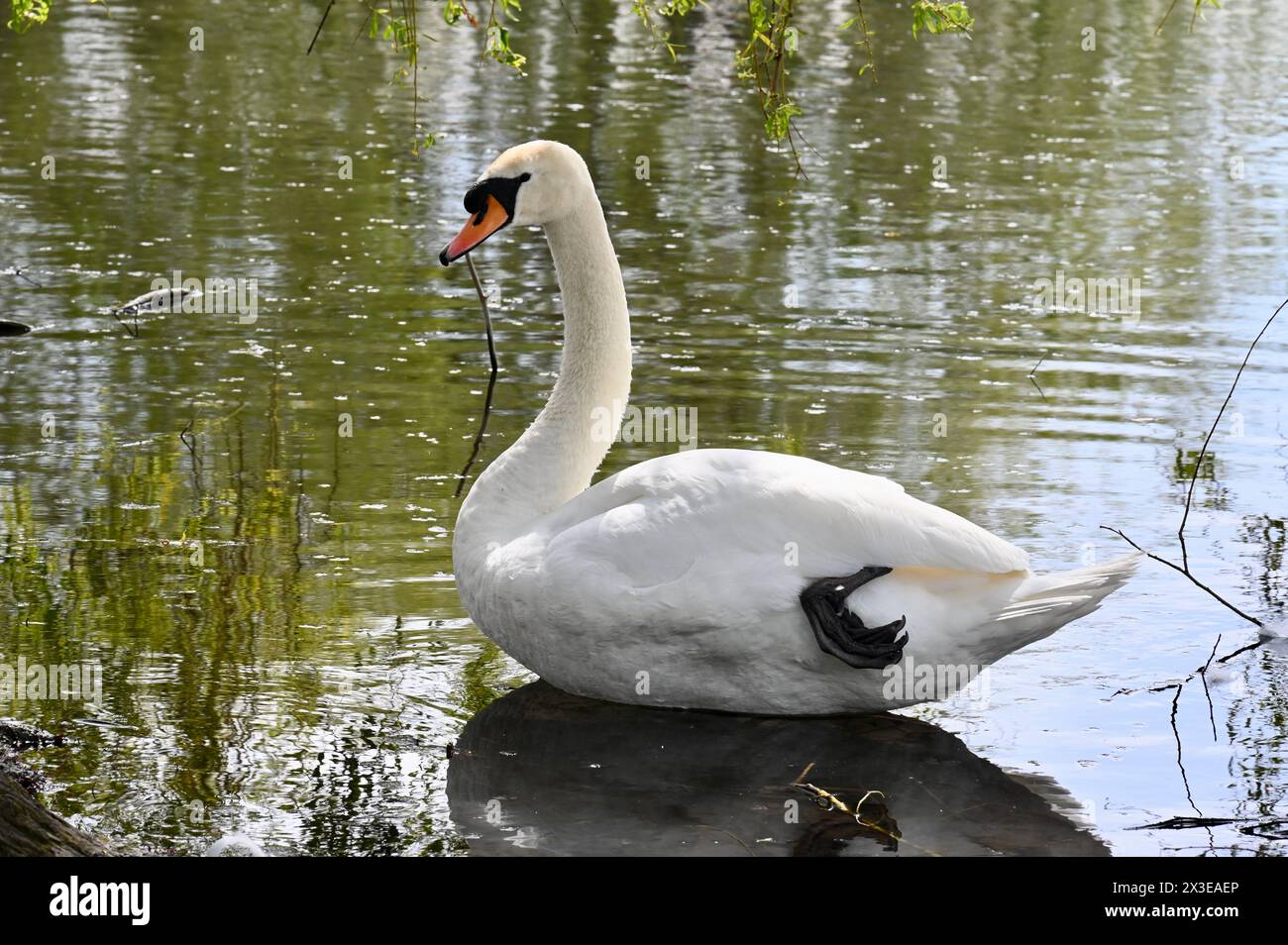 Mute Swan, réserve naturelle Foots Cray Meadows, Kent, Royaume-Uni Banque D'Images
