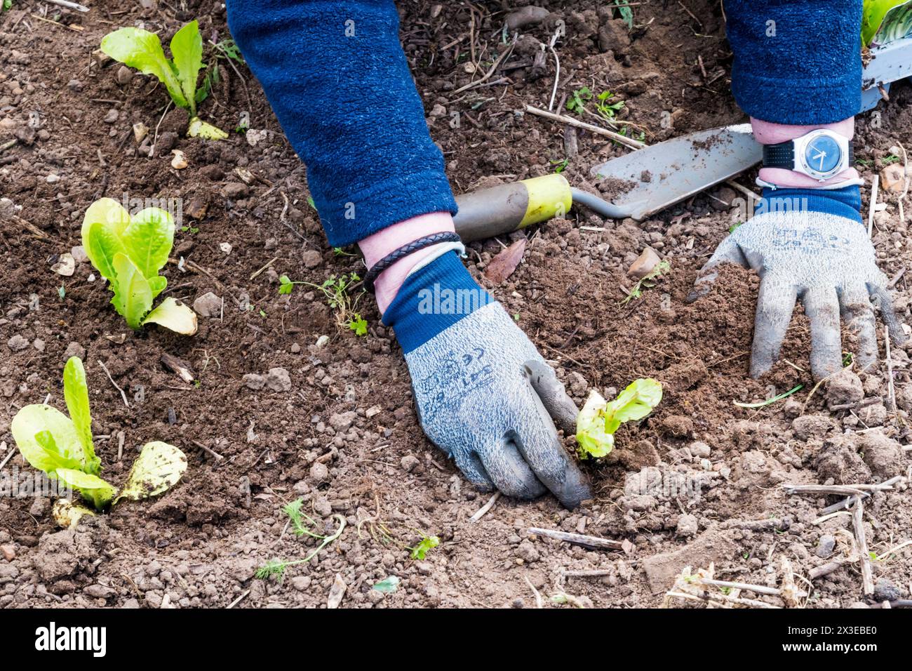 Femme plantant de la laitue, Lactuca sativa, 'Cut and Come Again' dans son potager ou son allotissement. Banque D'Images