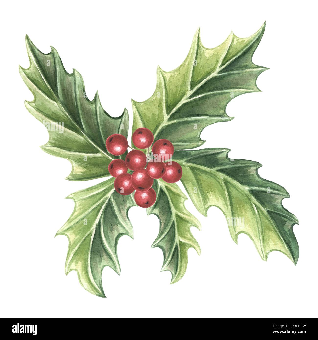 Houx avec des feuilles vertes et des baies rouges hiver Noël plantes traditionnelles en vintage. Illustration aquarelle dessinée à la main conception de vacances isolé dra Banque D'Images