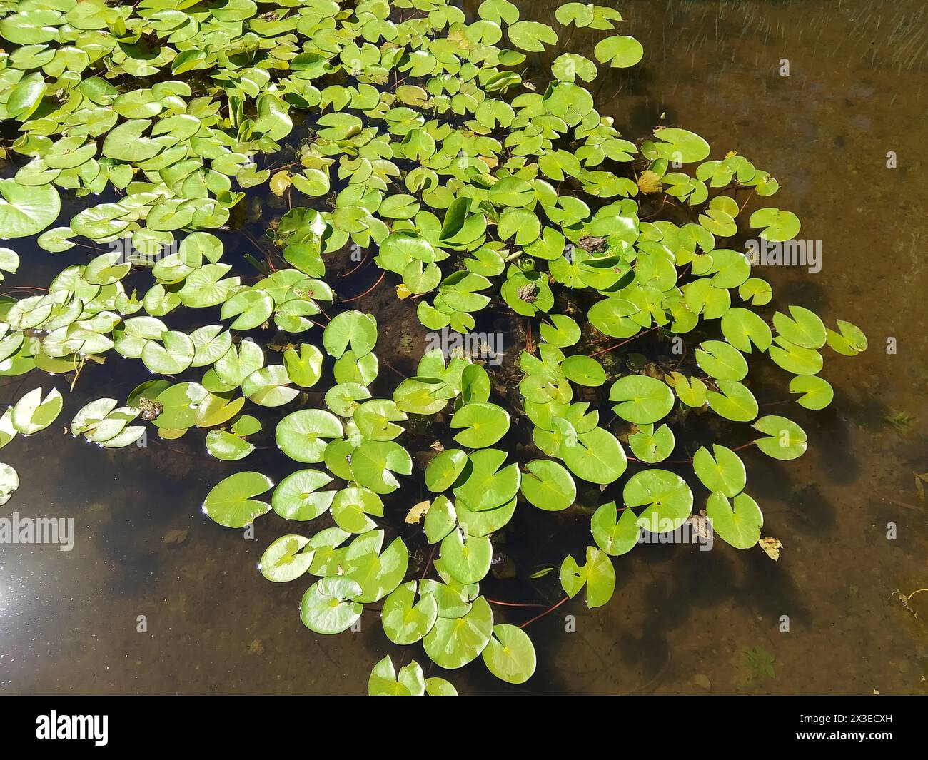 Une scène paisible de nénuphars verts vibrants flottant sur la surface calme d'un étang clair, avec la lumière du soleil filtrant à travers et projetant une douce réflectio Banque D'Images