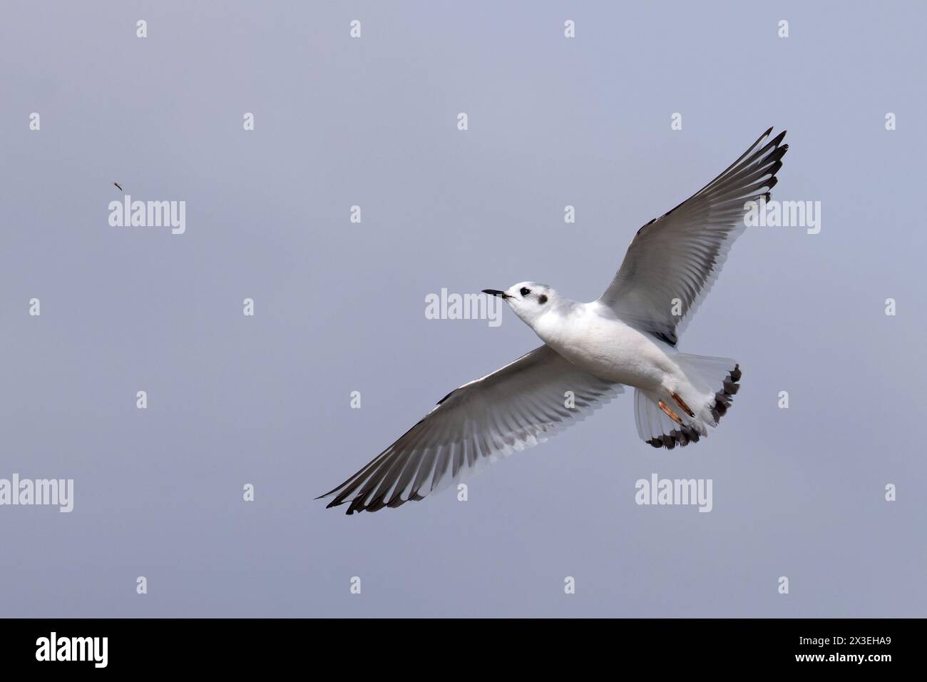 Petite mouette (Larus minutus) attrapant une mouche Frampton Lincolnshire avril 2024 Banque D'Images
