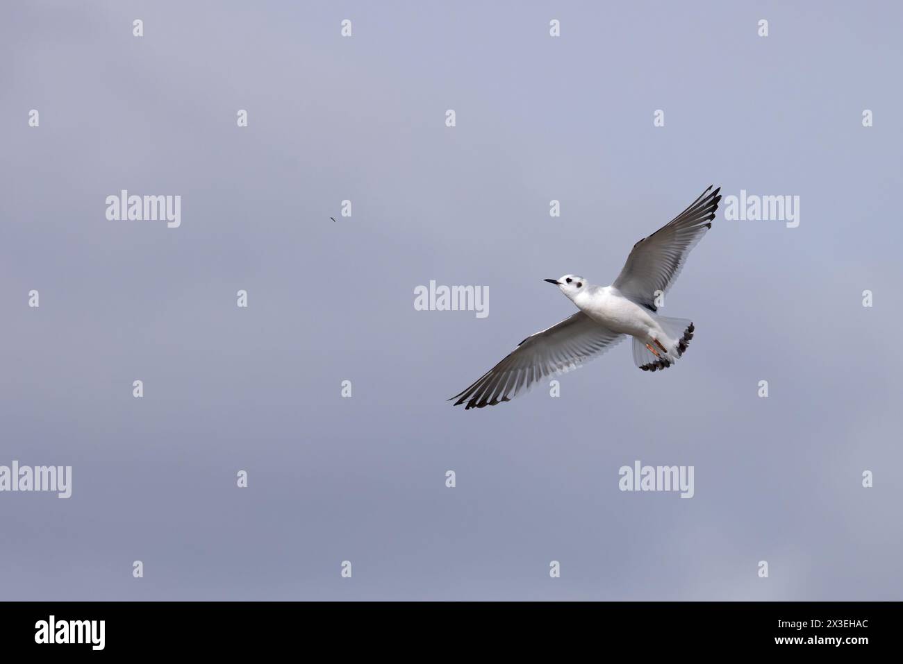 Petite mouette (Larus minutus) attrapant une mouche Frampton Lincolnshire avril 2024 Banque D'Images