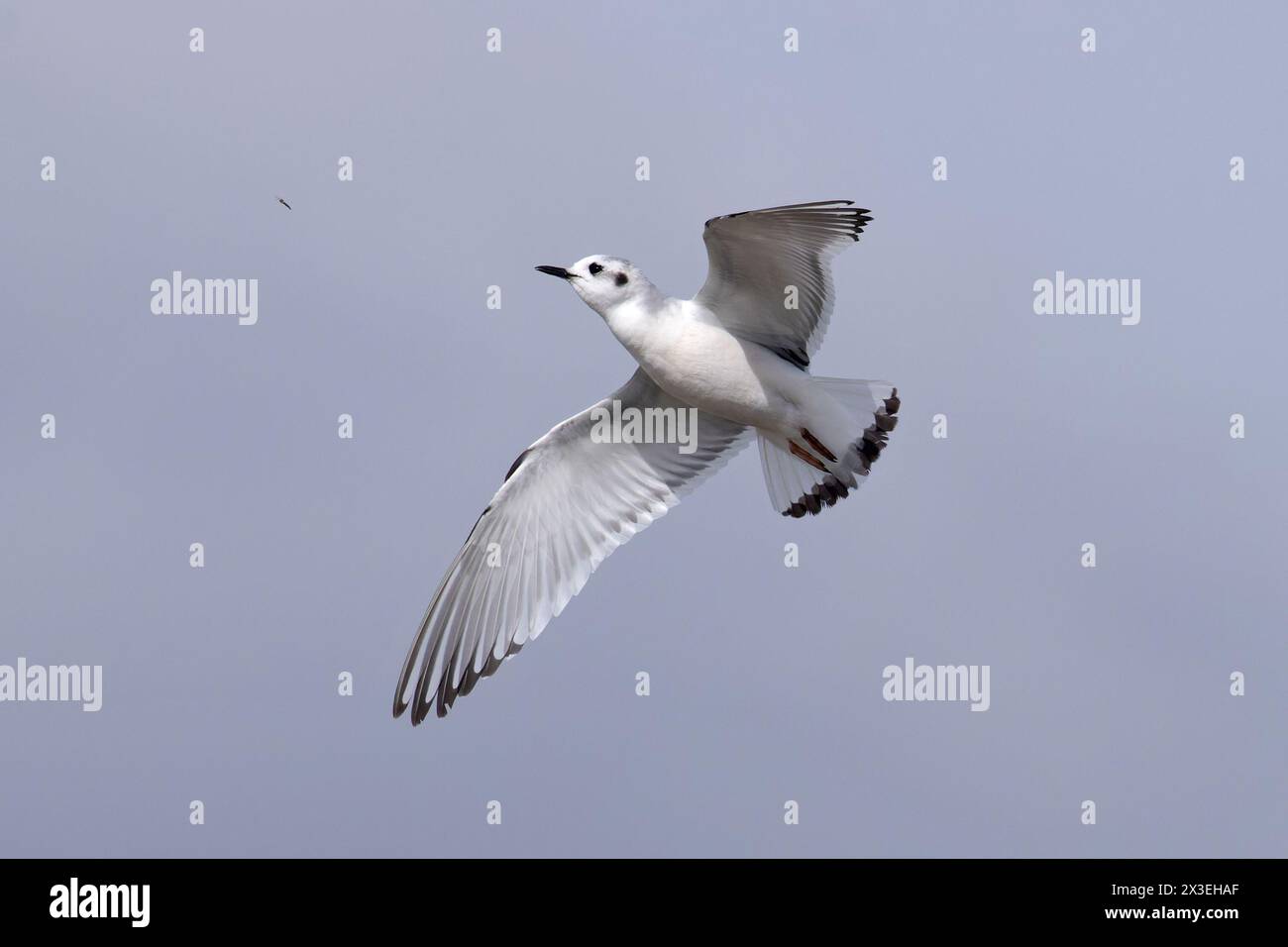 Petite mouette (Larus minutus) attrapant une mouche Frampton Lincolnshire avril 2024 Banque D'Images