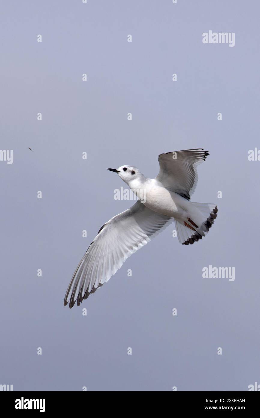 Petite mouette (Larus minutus) attrapant une mouche Frampton Lincolnshire avril 2024 Banque D'Images