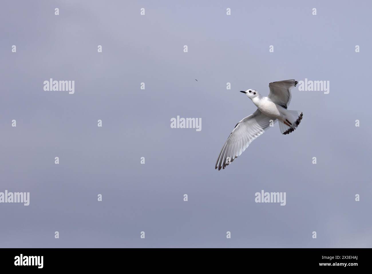 Petite mouette (Larus minutus) attrapant une mouche Frampton Lincolnshire avril 2024 Banque D'Images