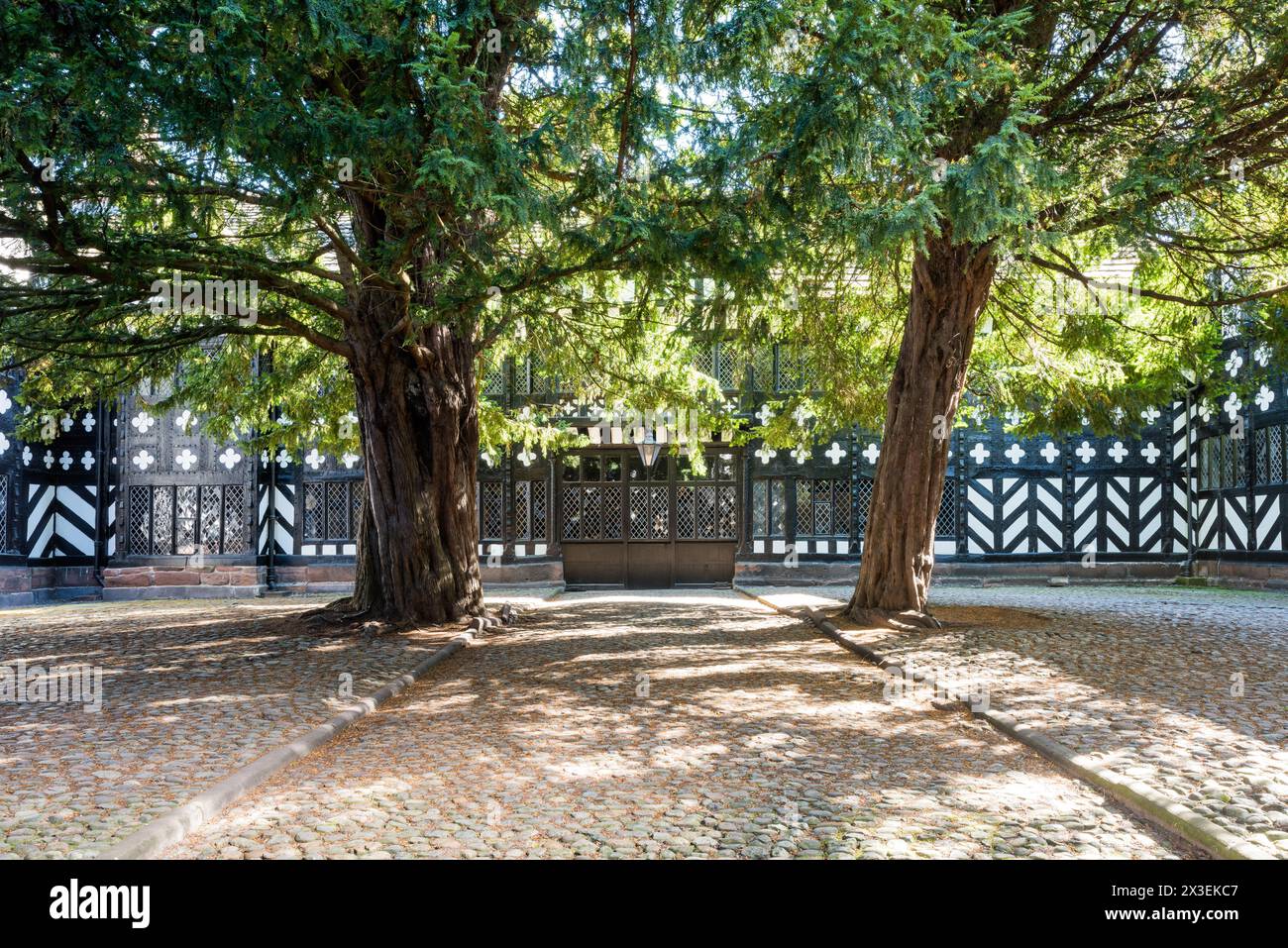 Arbres dans la cour avec l'extérieur Wattle-and-daub à Speke Hall, Grade I classé National Trust Tudor Manor House, Liverpool, Angleterre, Royaume-Uni. Banque D'Images