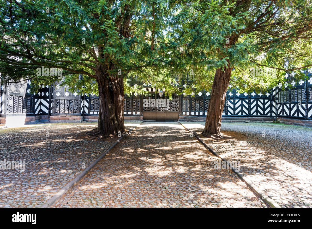 Arbres dans la cour et l'extérieur du Speke Hall, manoir Tudor classé Grade I National Trust, Liverpool, Angleterre, Royaume-Uni. Banque D'Images