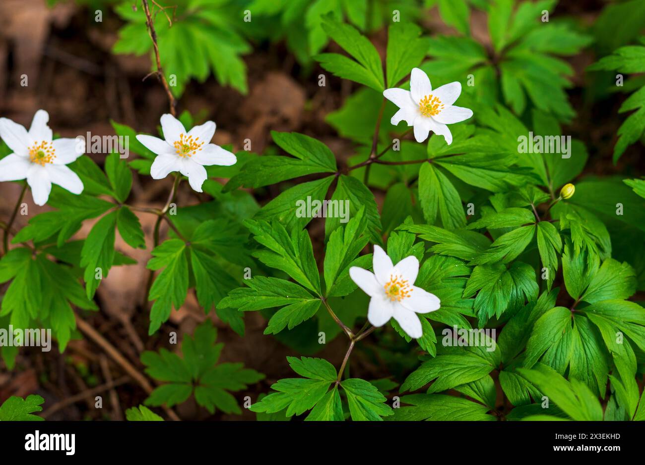 Gros plan des fleurs fraîches du printemps Banque D'Images