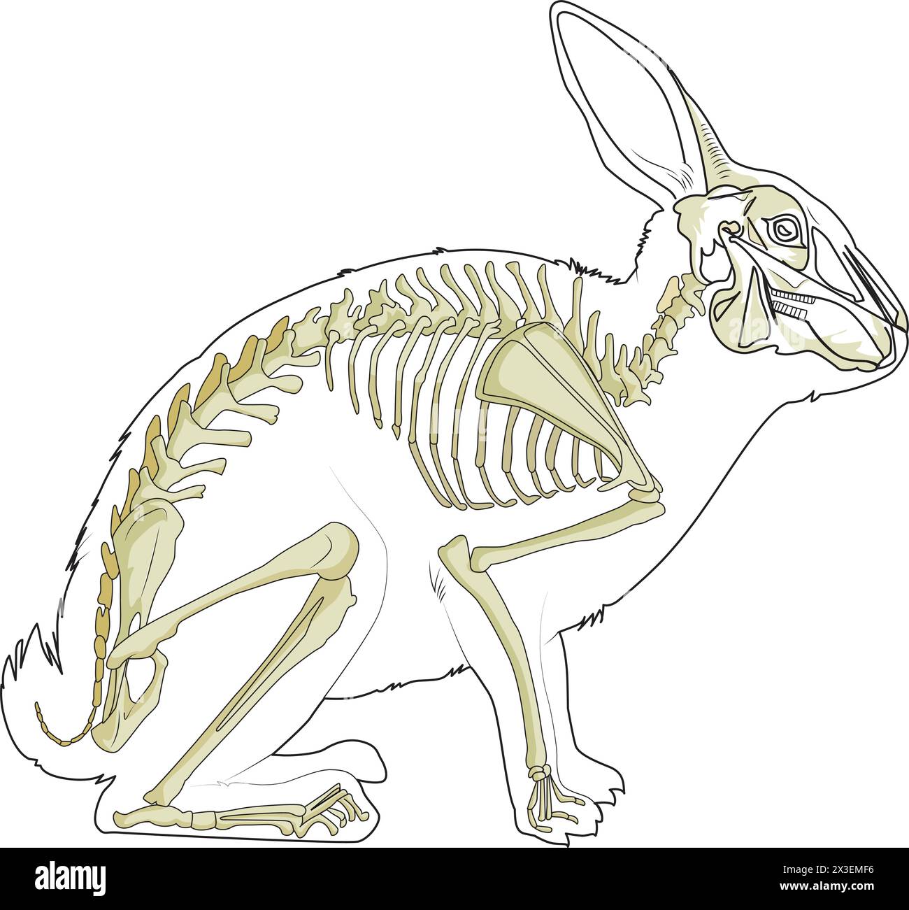 Illustration vectorielle de squelette de lapin Illustration de Vecteur
