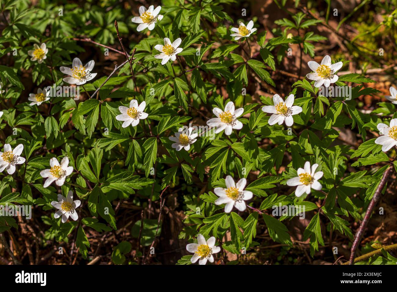 Gros plan des fleurs fraîches du printemps Banque D'Images