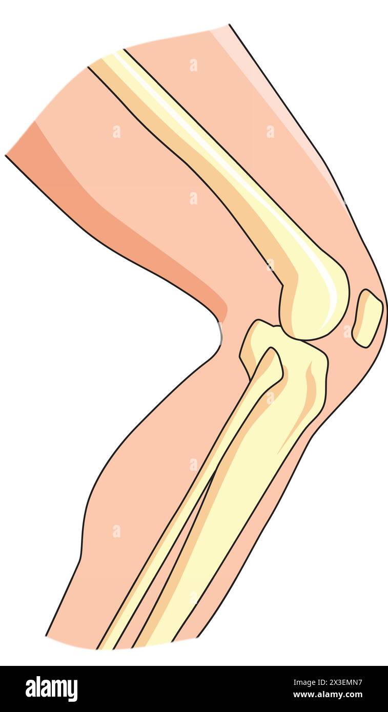 Illustration vectorielle des joints Illustration de Vecteur Illustration vectorielle des joints Illustration de Vecteur