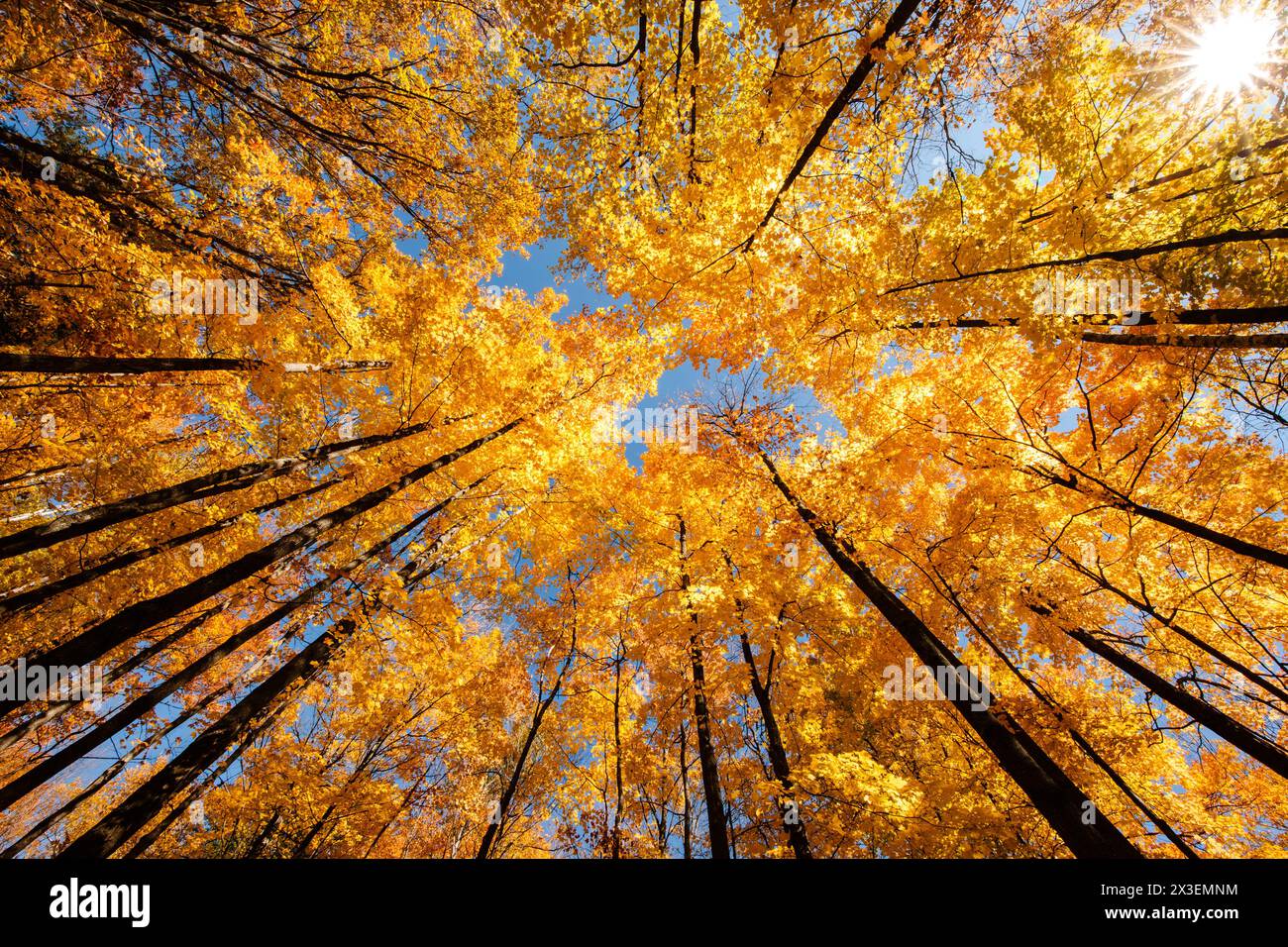 Le soleil de l'après-midi fournit une étoile de soleil qui regarde à travers la canopée d'érable d'automne dans le parc d'État de Clear Lake, Woodruff, Wisconsin Banque D'Images