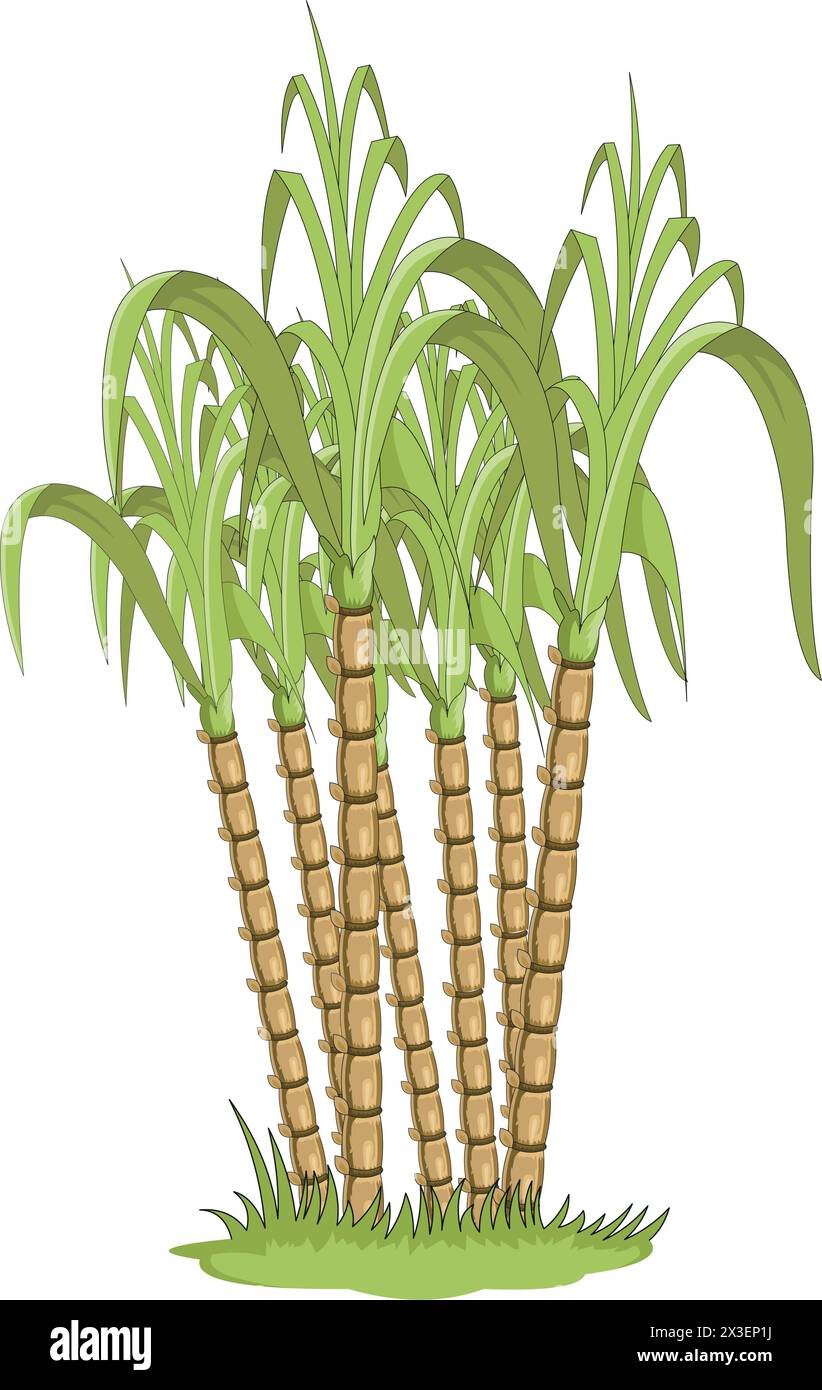 Illustration vectorielle de plante de canne à sucre Illustration de Vecteur